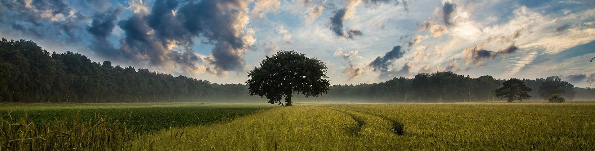 Counselling in Radlett